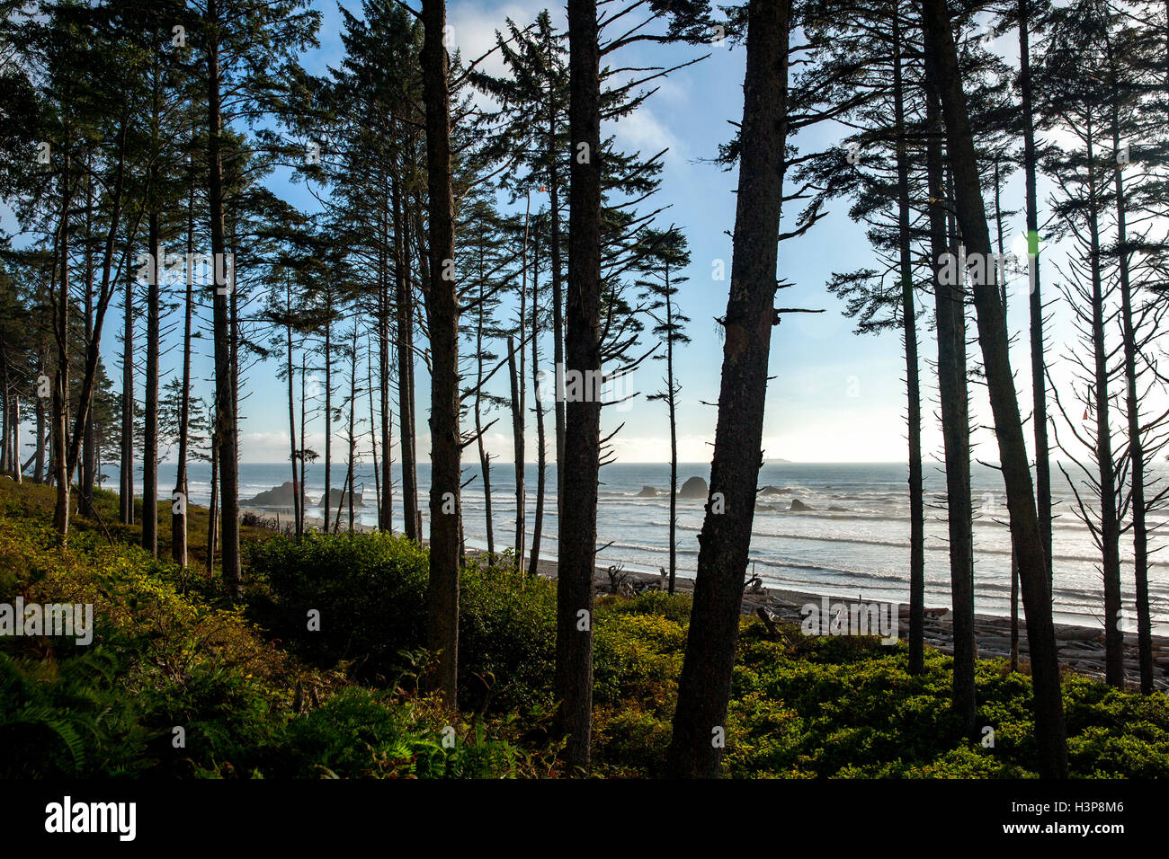 Trees at Ruby Beach Olympic National Park, near Forks, Washington