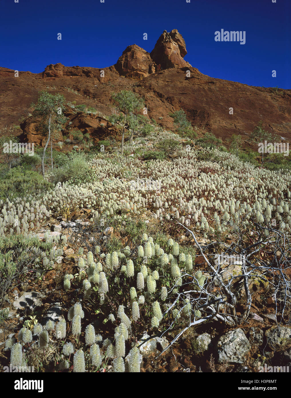 Sandstone formation with Green pussytails (Ptilotus macrocephalus) Stock Photo