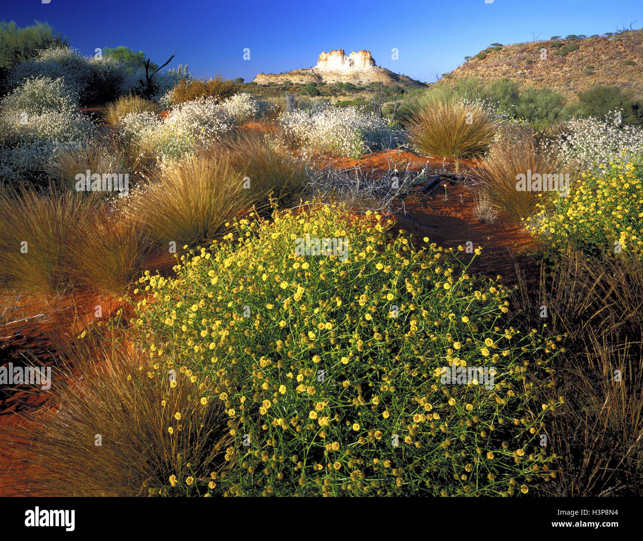 Castle Rock with Tangled burr daisy (Calotis erinacea) Stock Photo