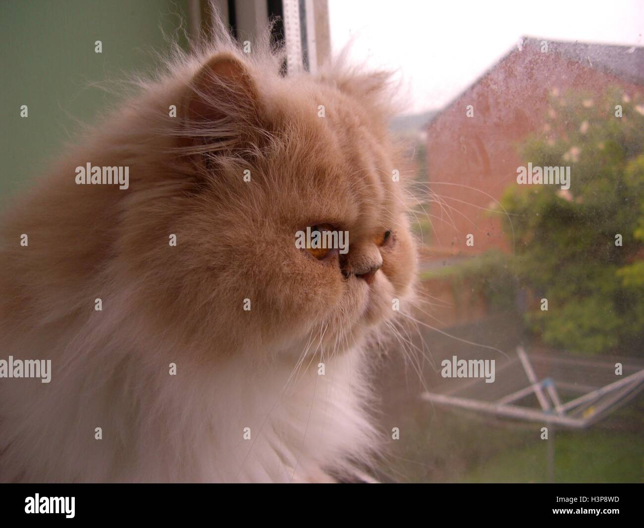Persian cat face closeup Stock Photo Alamy