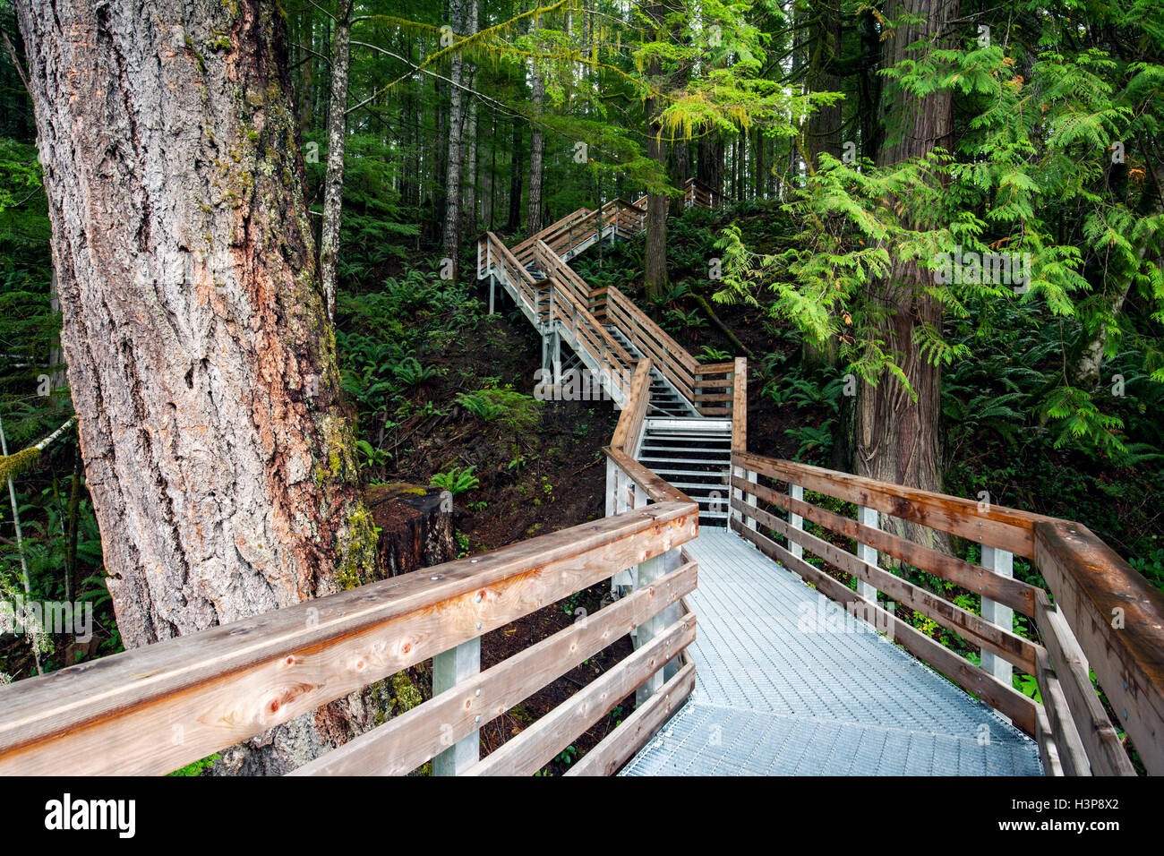 Trail to Elk Falls - Elk Falls Provincial Park and Protected Area - Campbell River, Vancouver Island, British Columbia, Canada Stock Photo