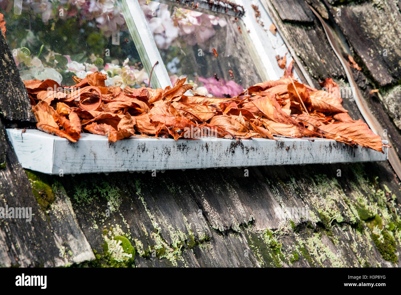 Fall Leaves - Old Country Market - Coombs, Vancouver Island, British Columbia, Canada Stock Photo