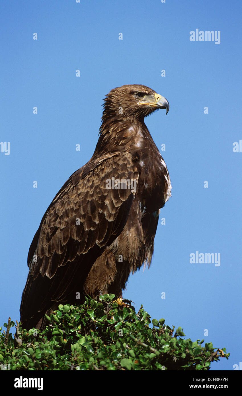 Black-breasted buzzard (Hamirostra melanosternon) Stock Photo