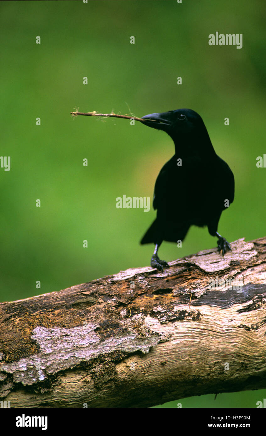 New Caledonian crow (Corvus moneduloides) Stock Photo