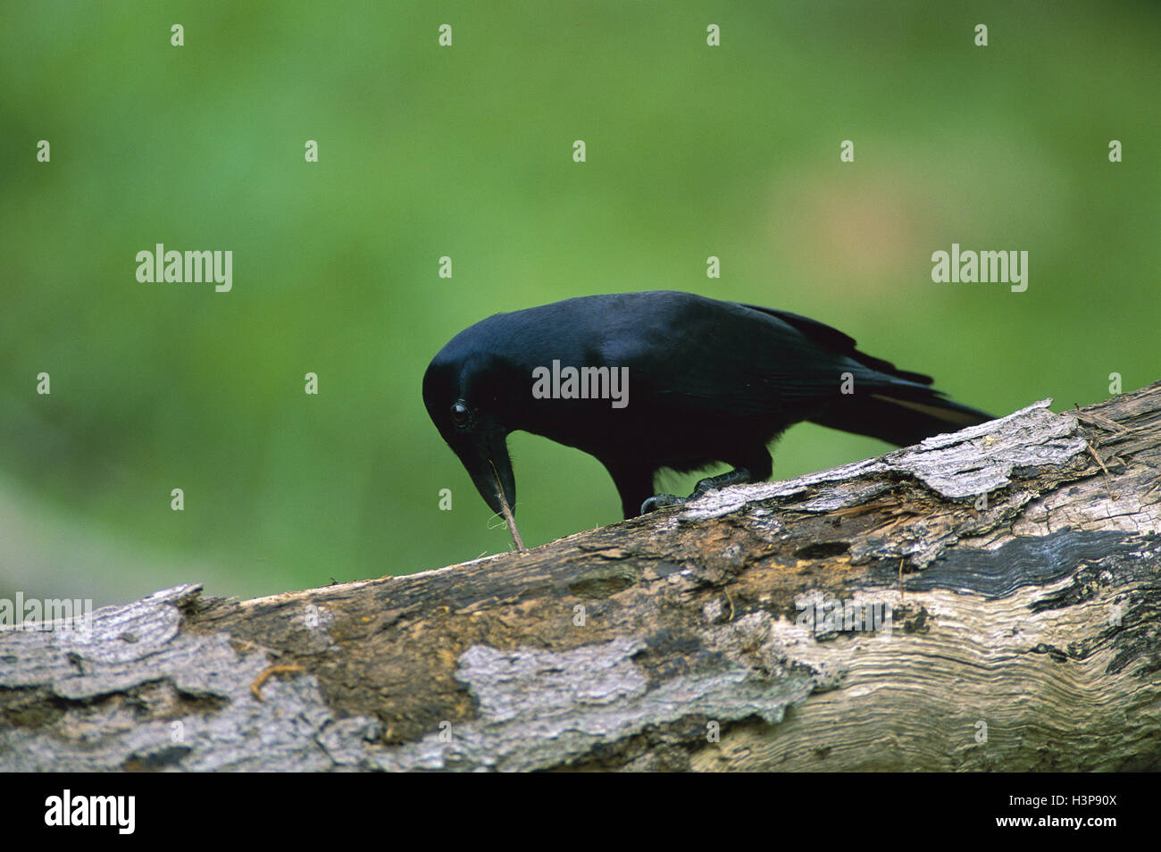 New Caledonian crow (Corvus moneduloides) Stock Photo