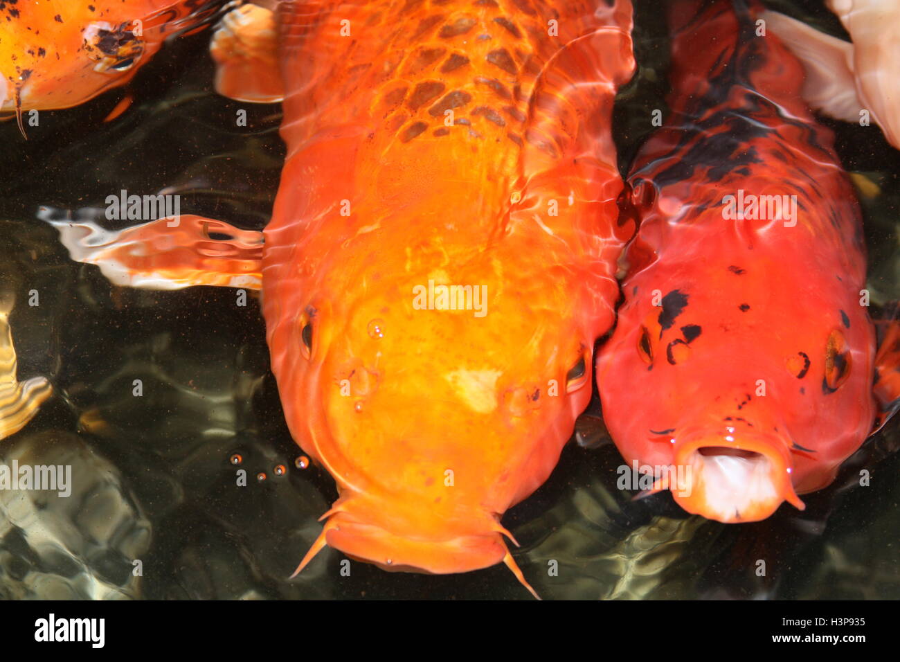 White and orange koi fish hires stock photography and images Alamy