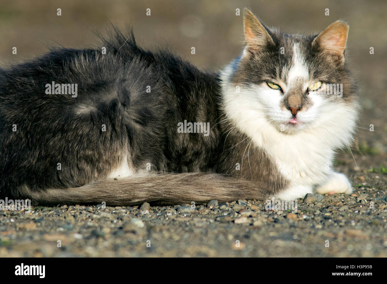 Stray Cat at Ediz Hook, Port Angeles, Washington, USA Stock Photo