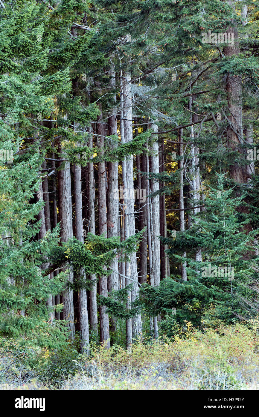 Forest in Rathtrevor Beach Provincial Park - Parksville, Vancouver Island, British Columbia, Canada Stock Photo