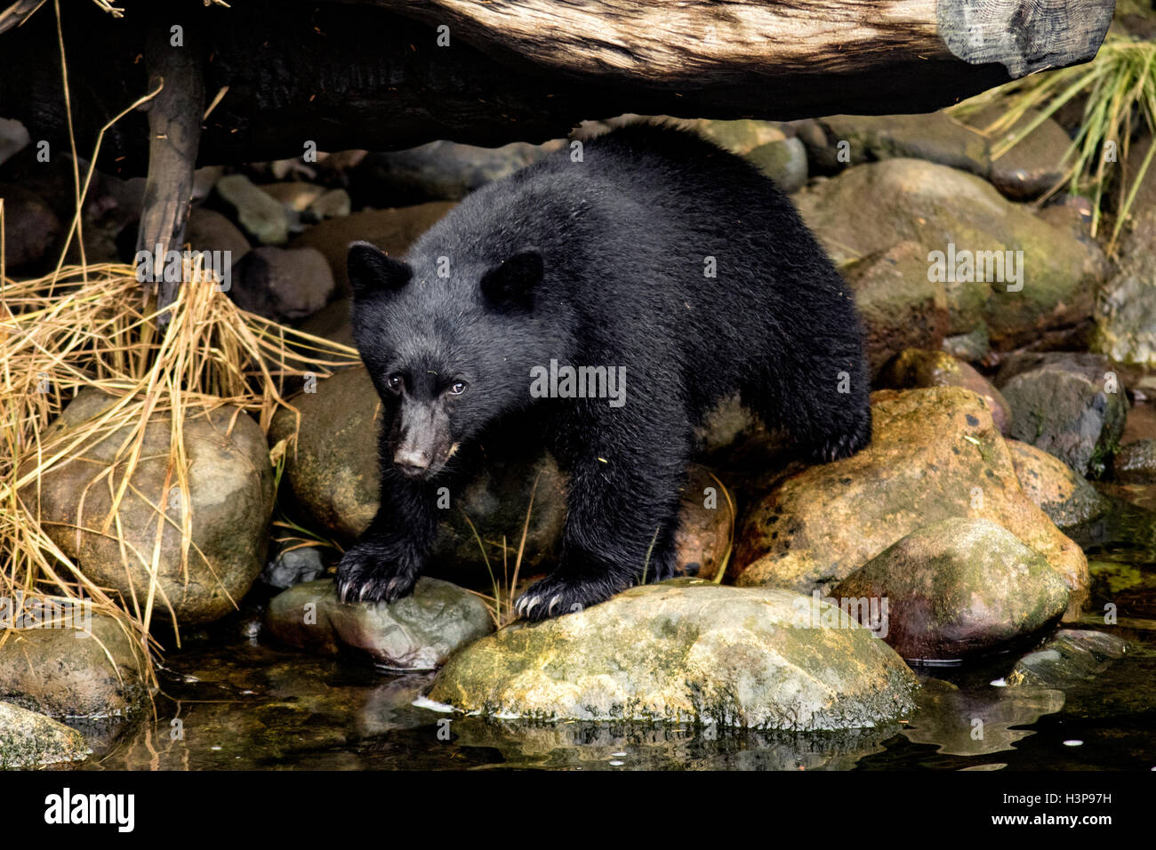 American black bear (Ursus americanus) - Thornton Creek Hatchery, Ucluelet, Vancouver Island, British Columbia, Canada Stock Photo