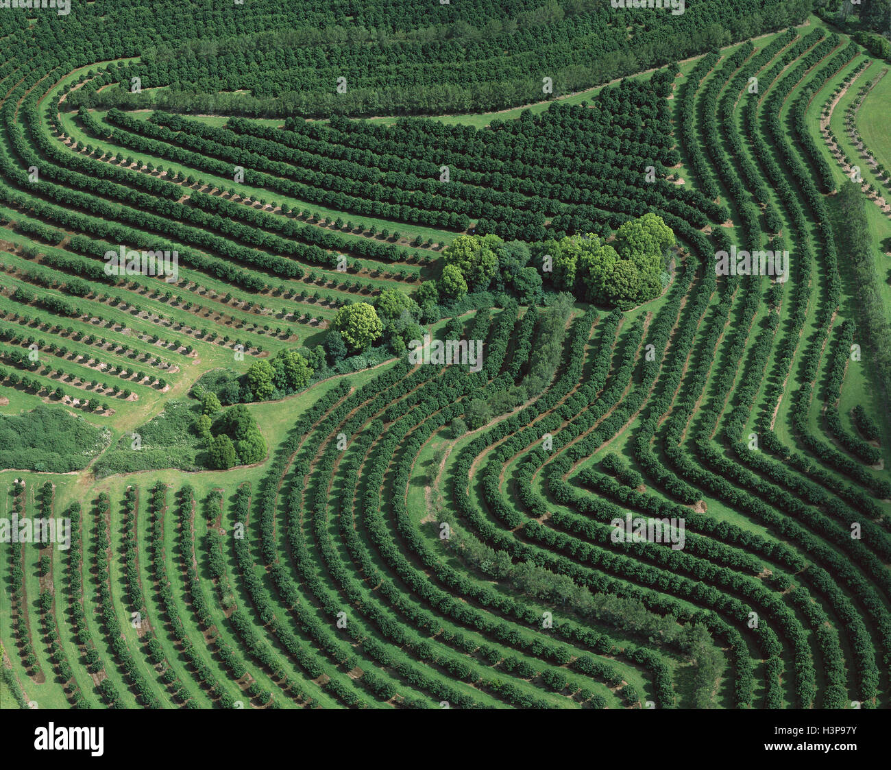 Aerial of plantation of Macadamia  (Macadamia integrifolia) Stock Photo