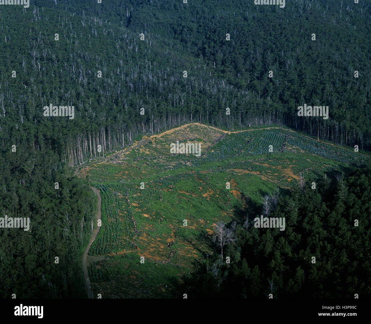 Logging industry: native eucalypt forest cleared for pine plantation, Stock Photo