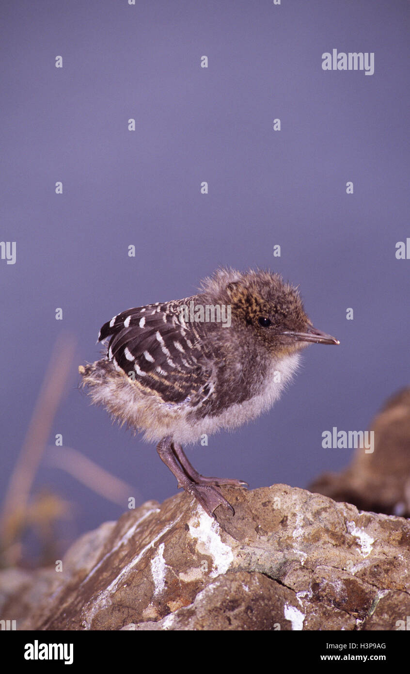 Sooty tern (Sterna fuscata) Stock Photo