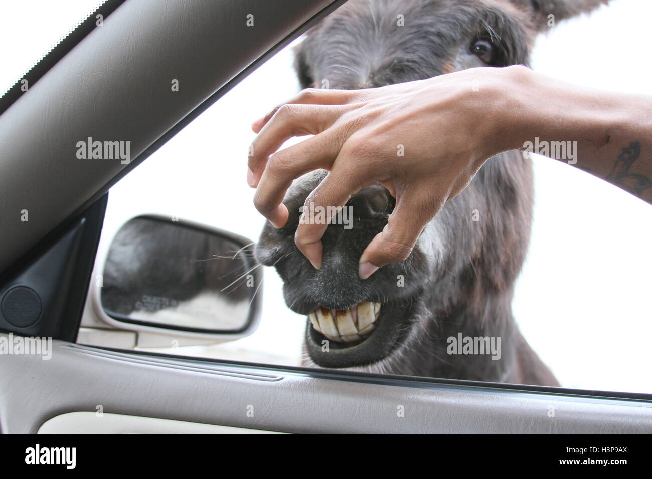 face of a donkey Stock Photo