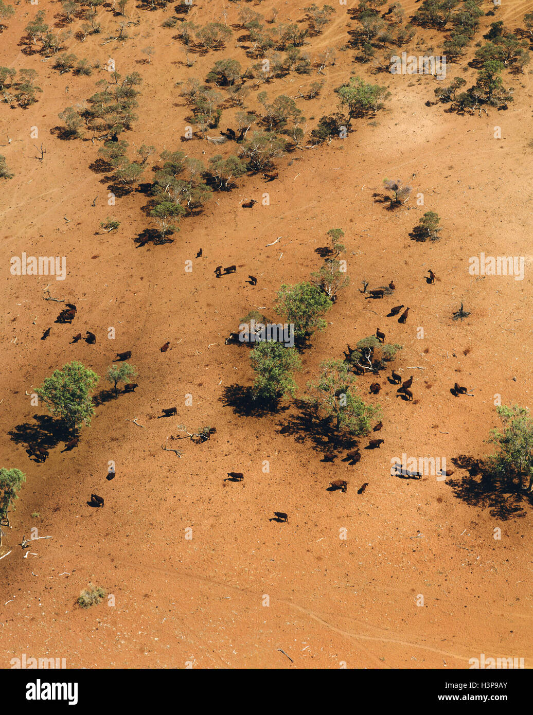 Cattle in the desert, Stock Photo