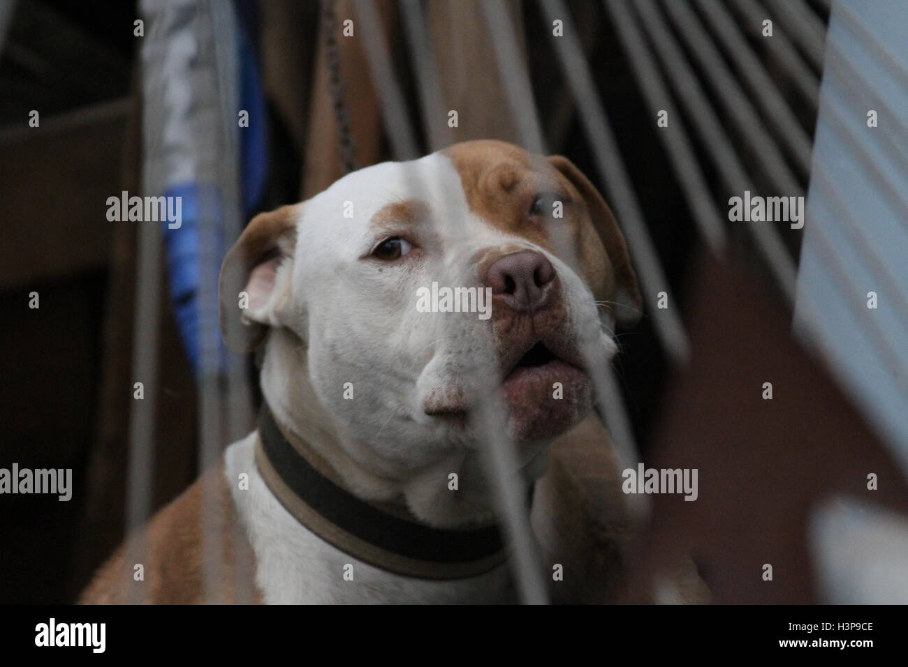 Pictures of a Pitbull in Baja California Mexico, city of rosarito Stock Photo