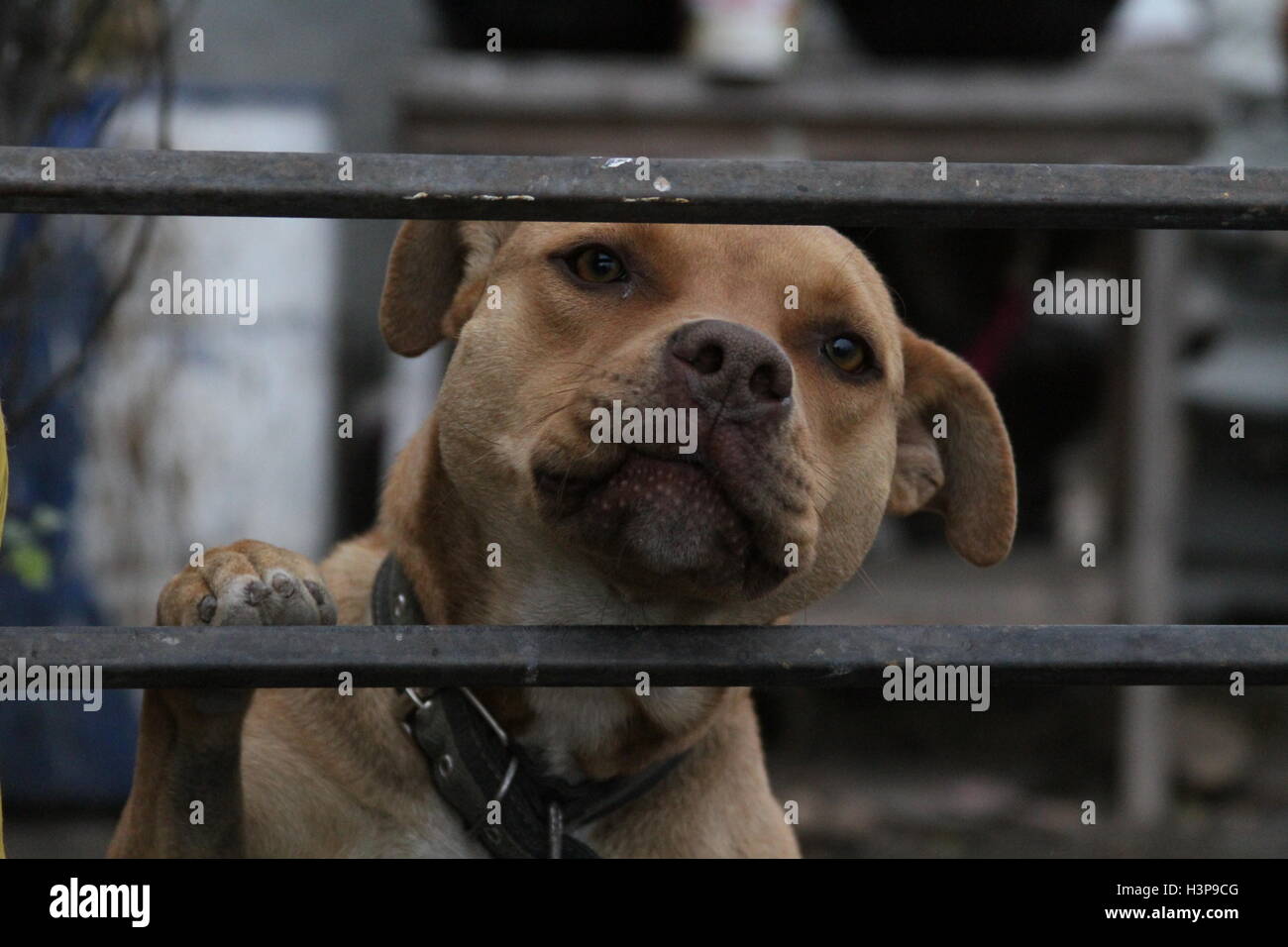 Pictures of a Pitbull in Baja California Mexico, city of rosarito Stock Photo