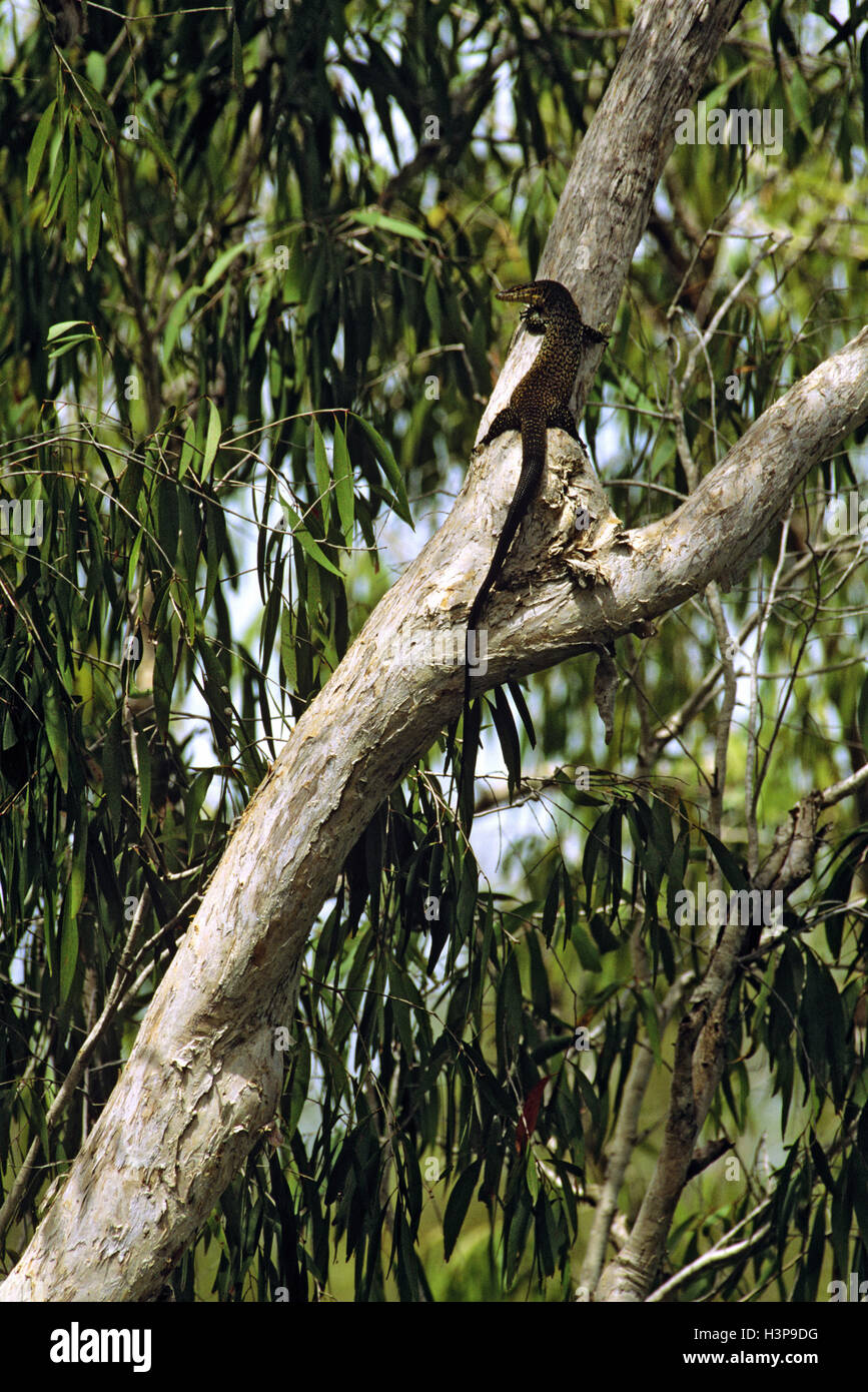 Mitchell's water monitor (Varanus mitchelli) Stock Photo