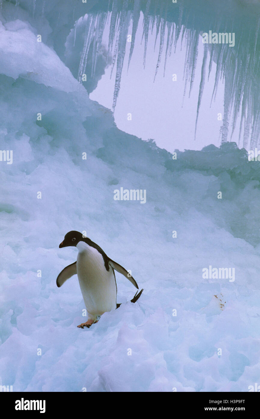 Adelie penguin (Pygoscelis adeliae) Stock Photo