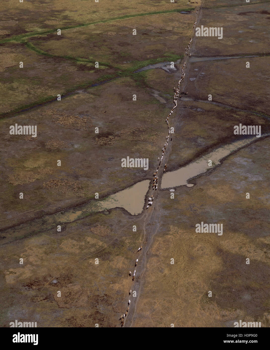 Cattle roaming along a fence line after rain Stock Photo