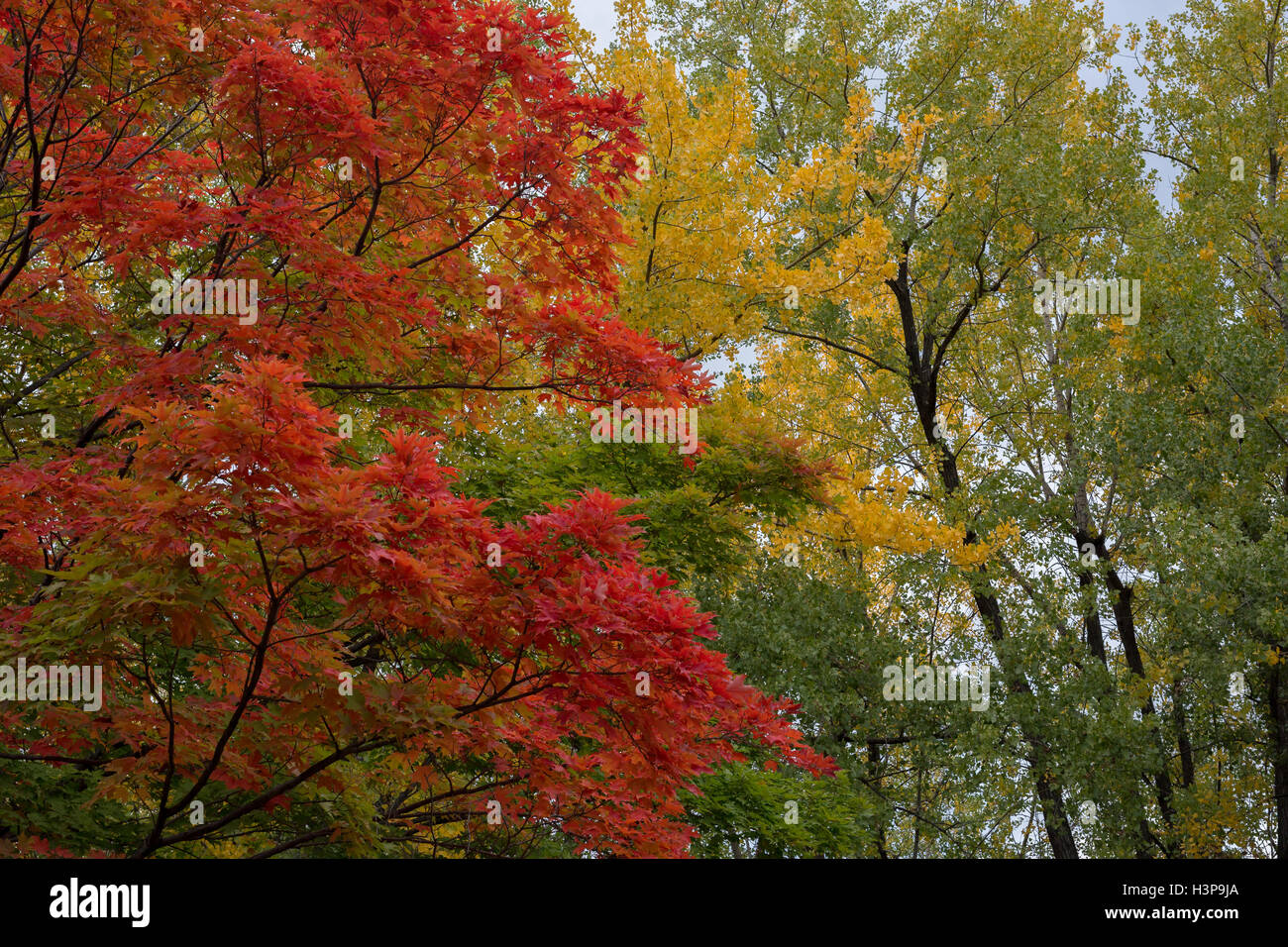 Fall Autumn colours of North America Stock Photo