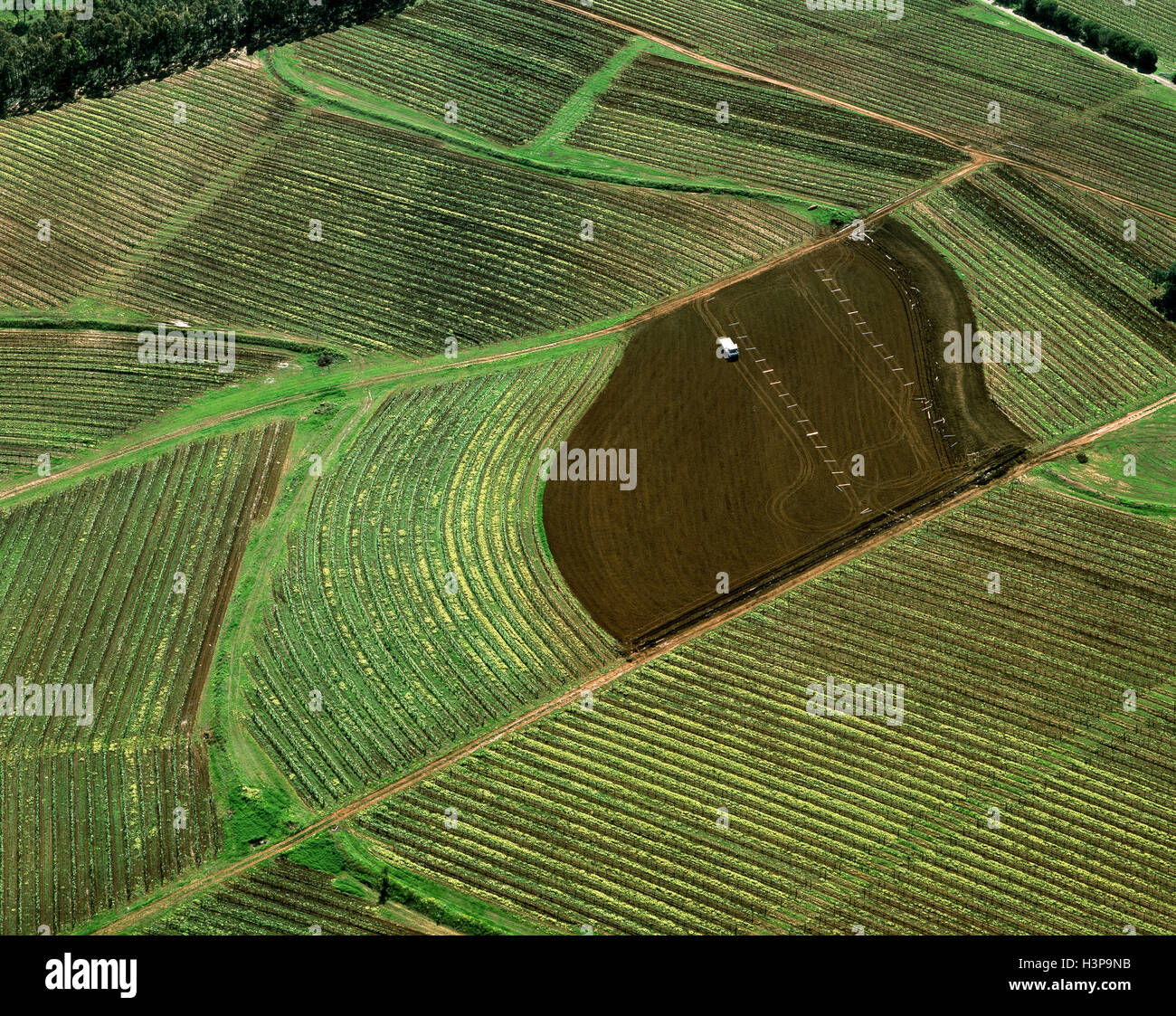 Vineyards from the air. Stock Photo