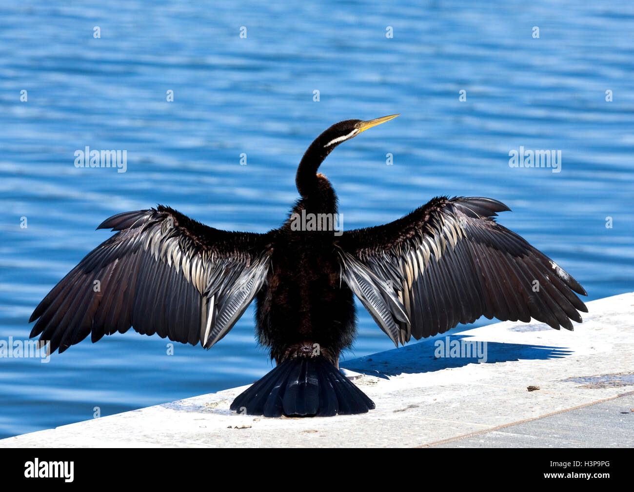 Great Cormorant spreads its wings to dry Stock Photo