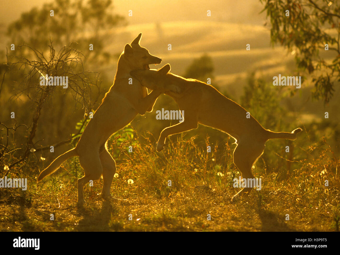 Wild dingo fight hires stock photography and images Alamy