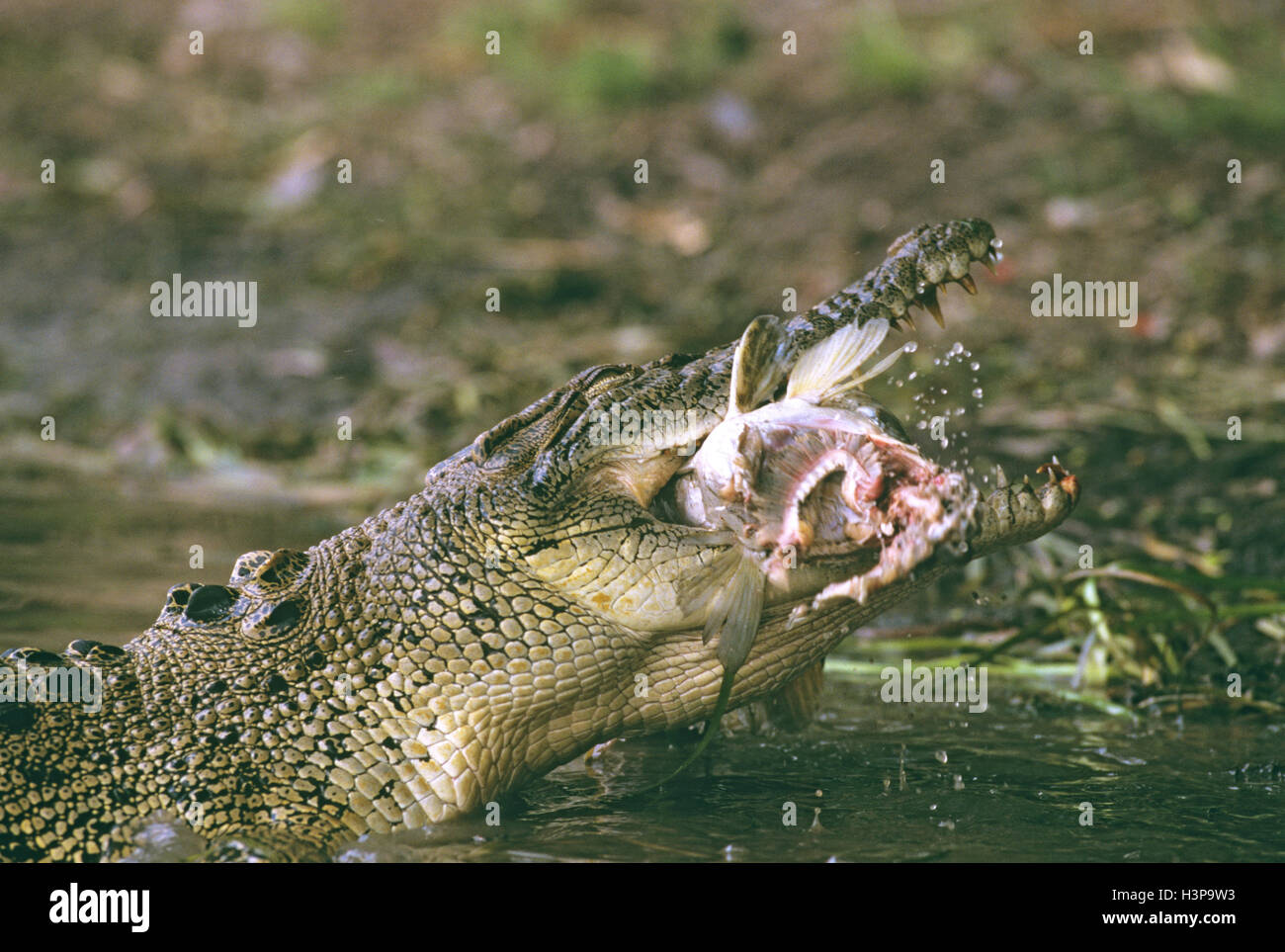 Estuarine crocodile (Crocodylus porosus) Stock Photo