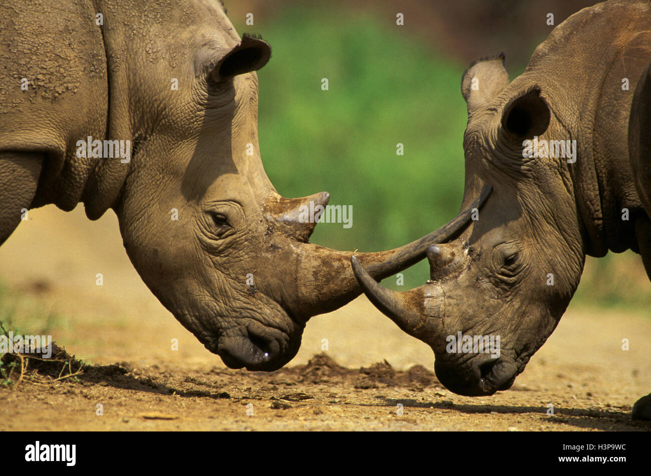 White rhinoceros (Ceratotherium simum) Stock Photo