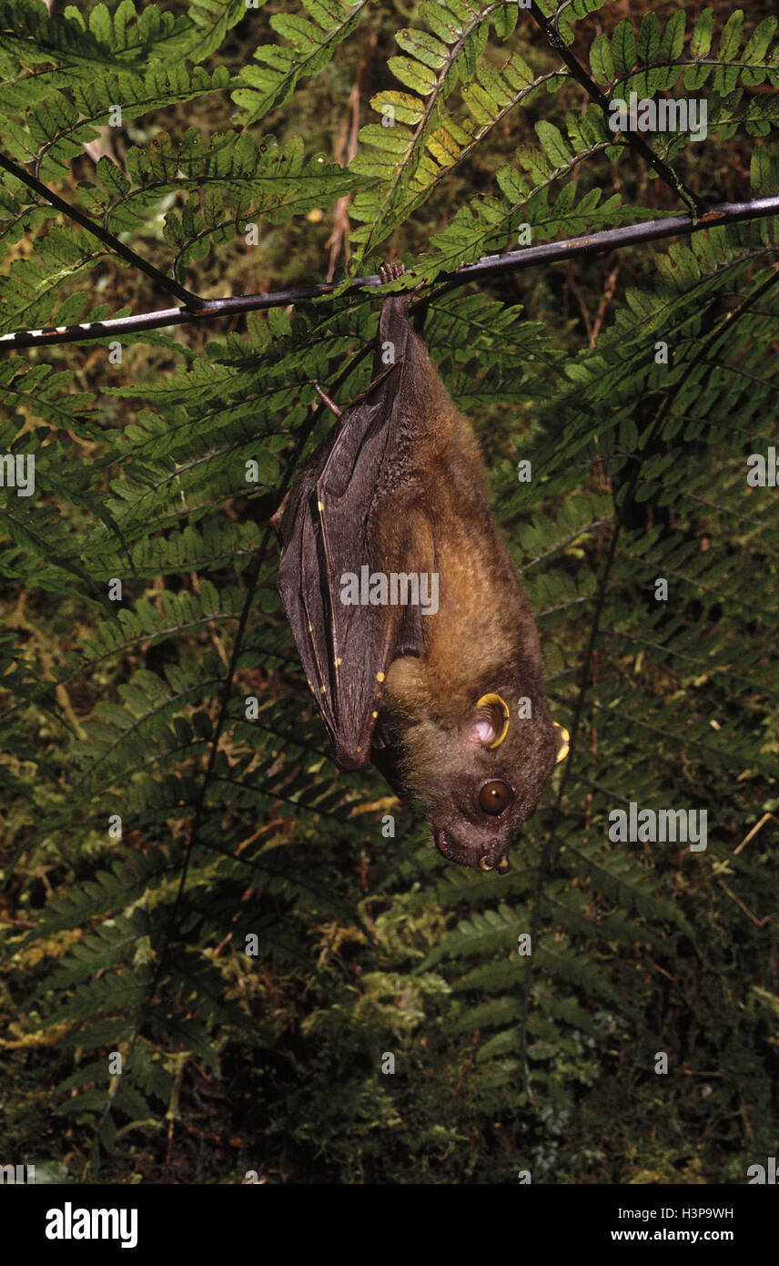 A tubenosed fruit bat (Nyctimene sp Stock Photo Alamy