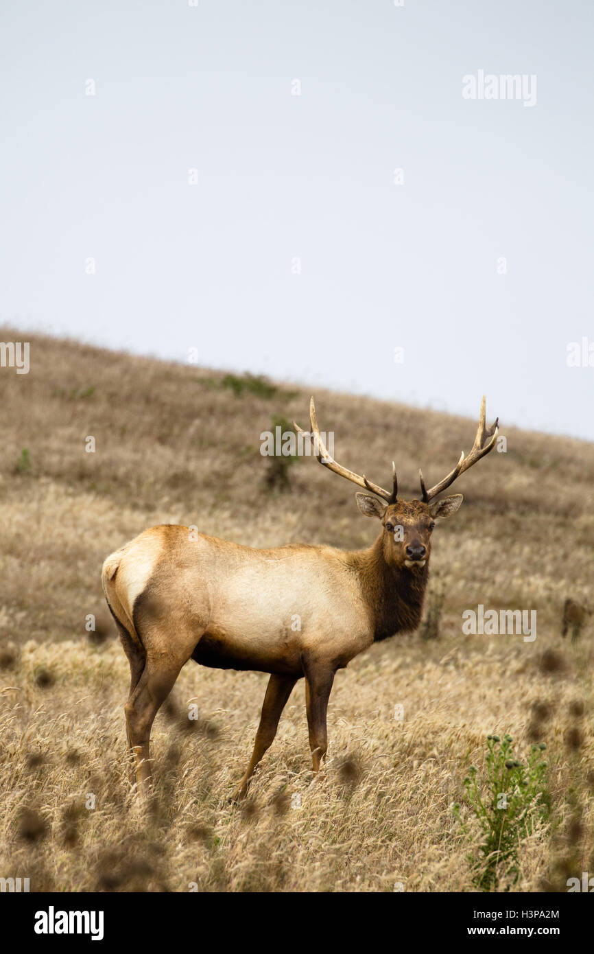 Male Tule Elk (Cervus canadensis nannodes) in the Point Reyes National