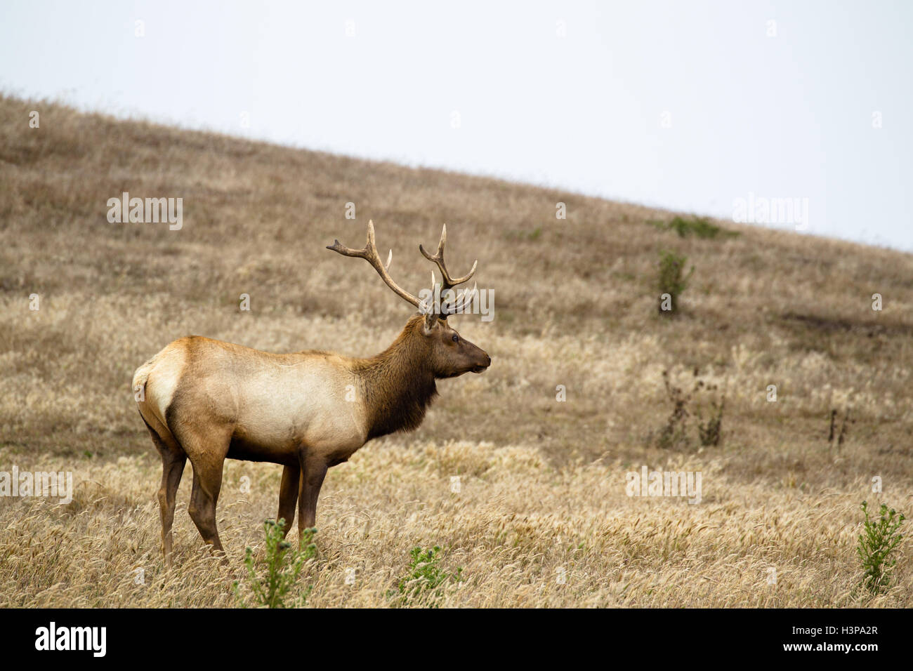 Male Tule Elk (Cervus canadensis nannodes) in the Point Reyes National