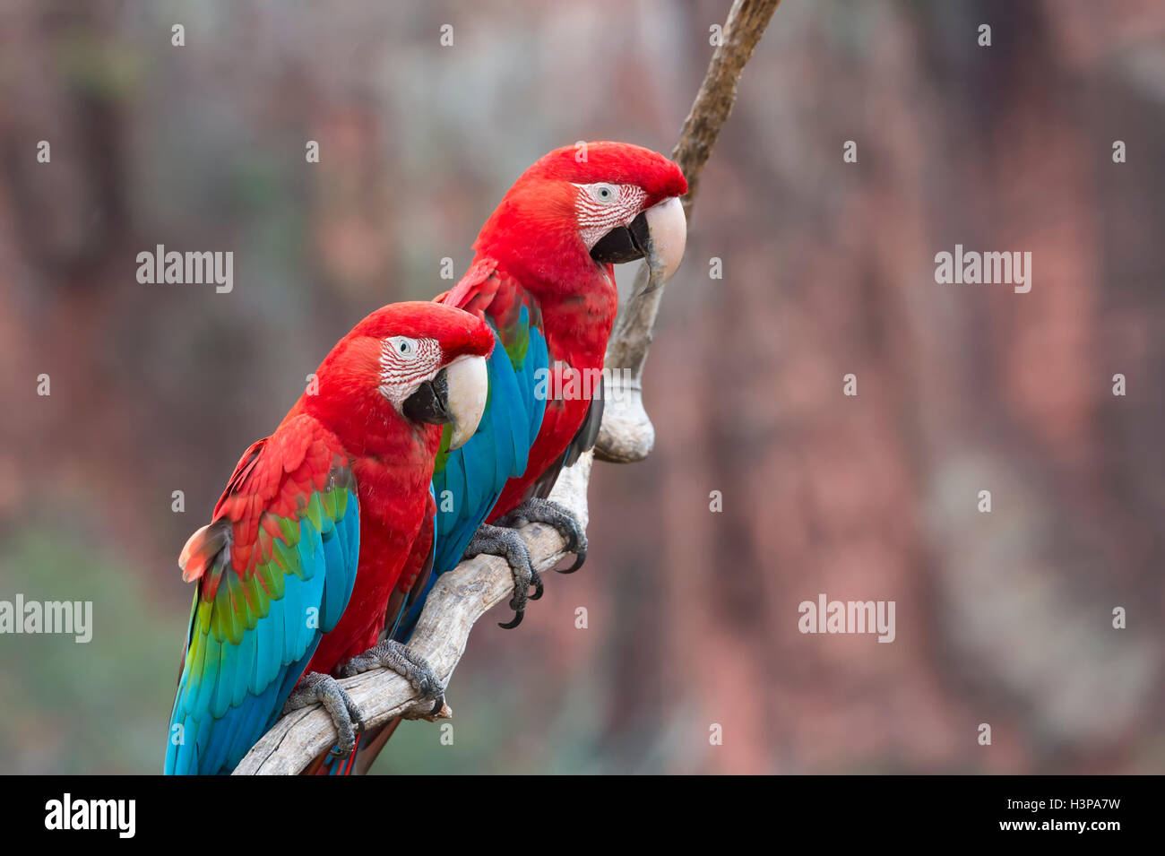 Red-and-green Macaws (Ara chloropterus) perched on a branch in Buraco das Araras, Mato Grosso do Sul, Brazil Stock Photo