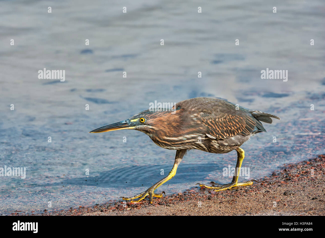 Striated Heron (Butorides striata), Galapagos Islands, Ecuador Stock Photo