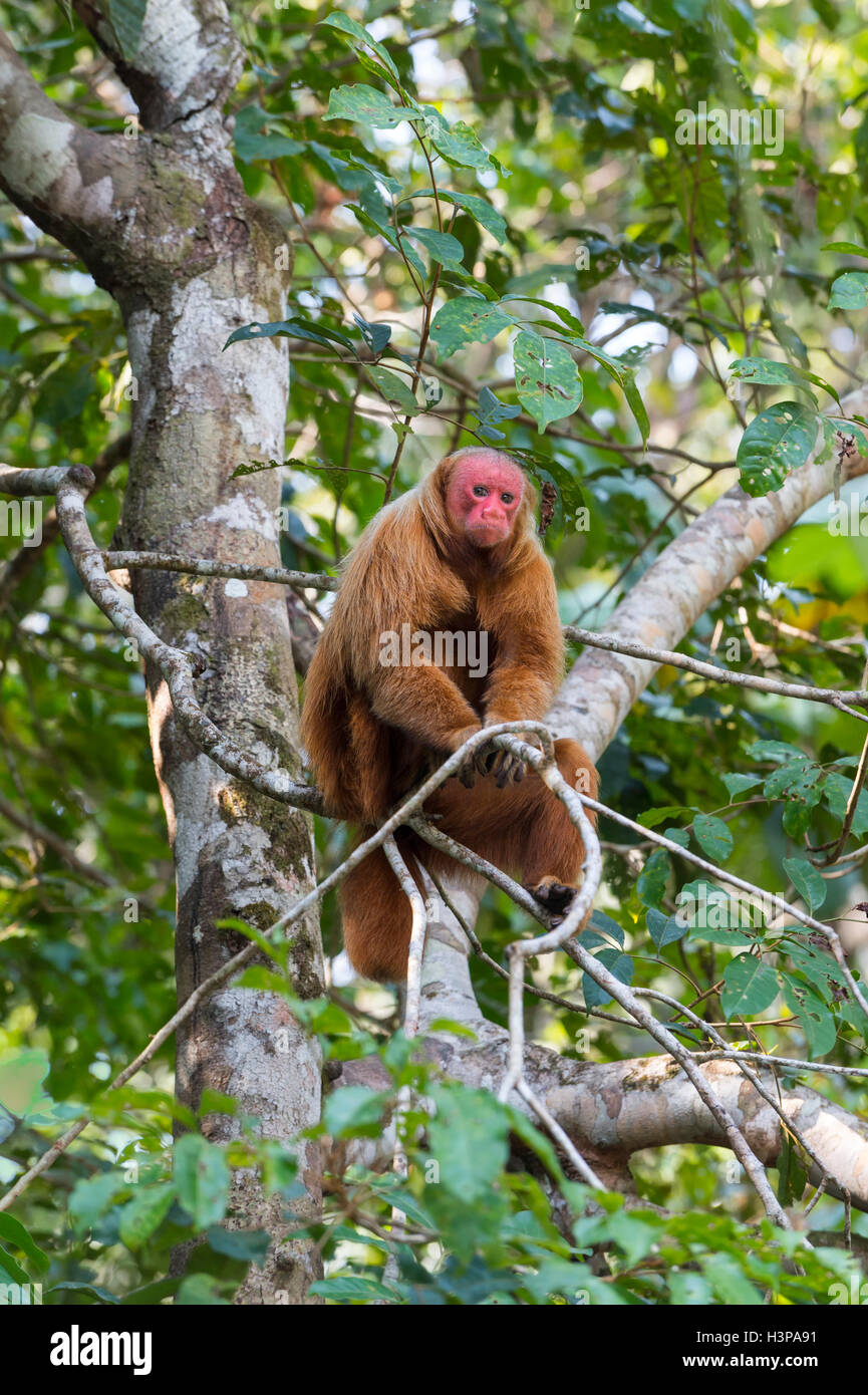 Red bald-headed Uakari monkey also known as British Monkey (Cacajao calvus rubicundus), Amazon state, Brazil Stock Photo