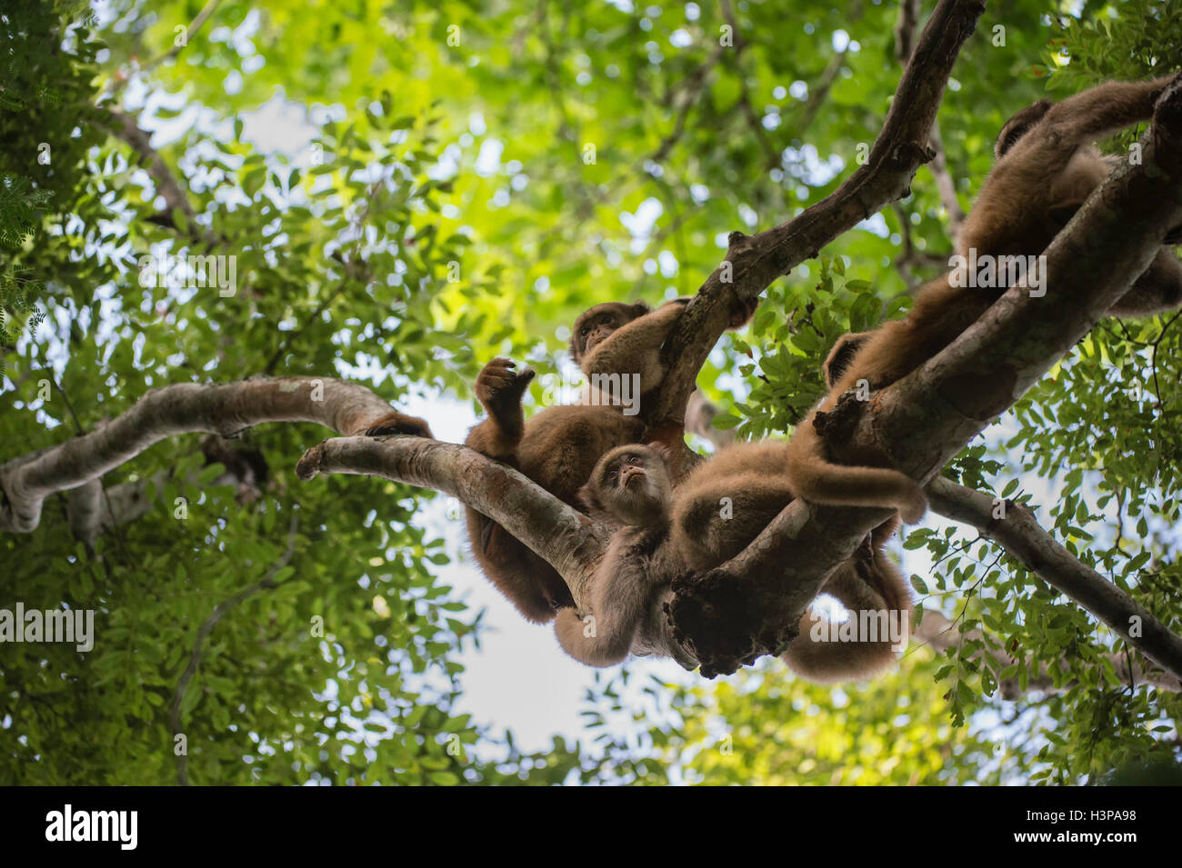 Caratinga hi-res stock photography and images - Alamy