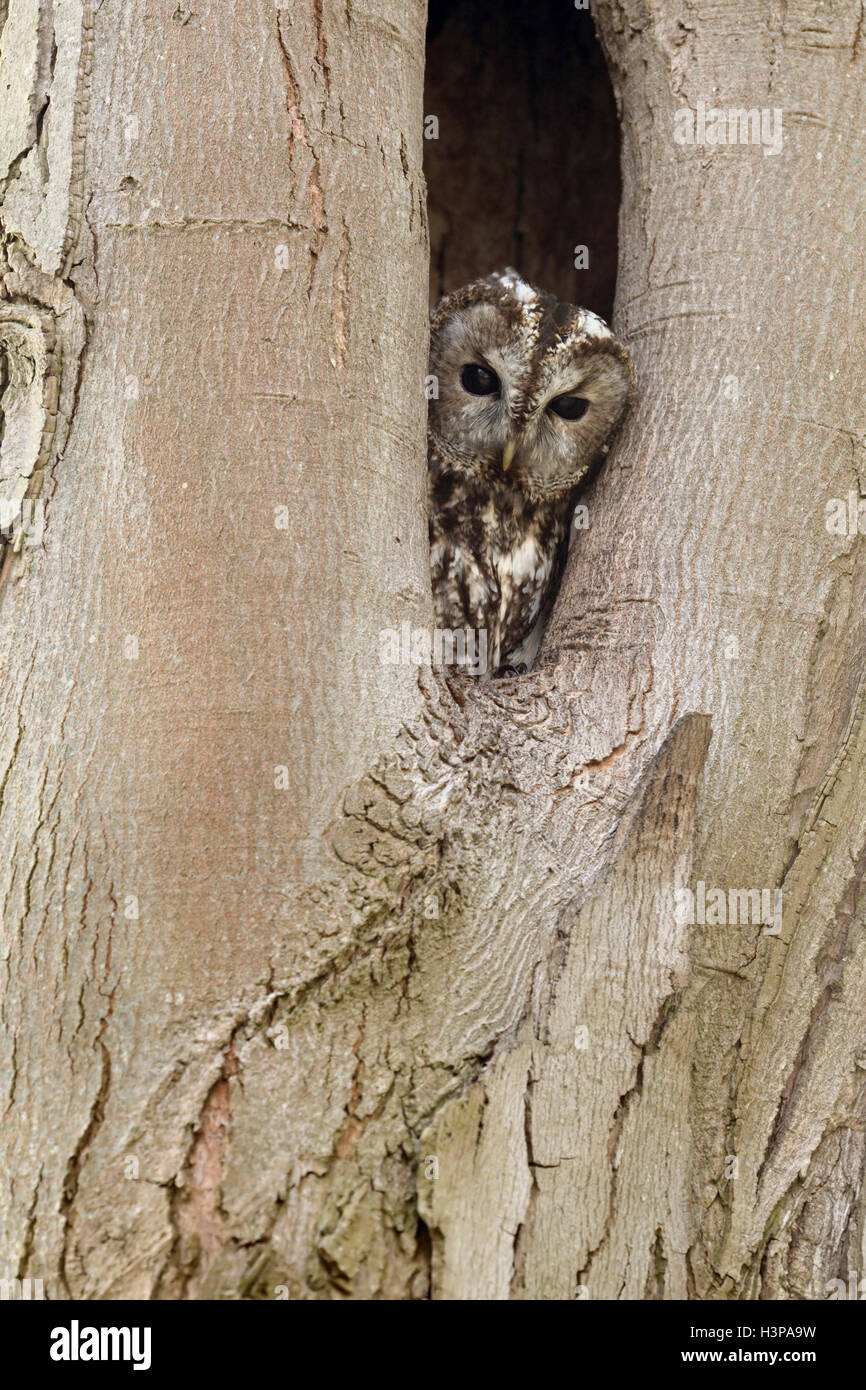 Tawny Owl / Waldkauz (Strix aluco) watching out of its natural tree hollow, breeding side, wildlife, Germany. Stock Photo