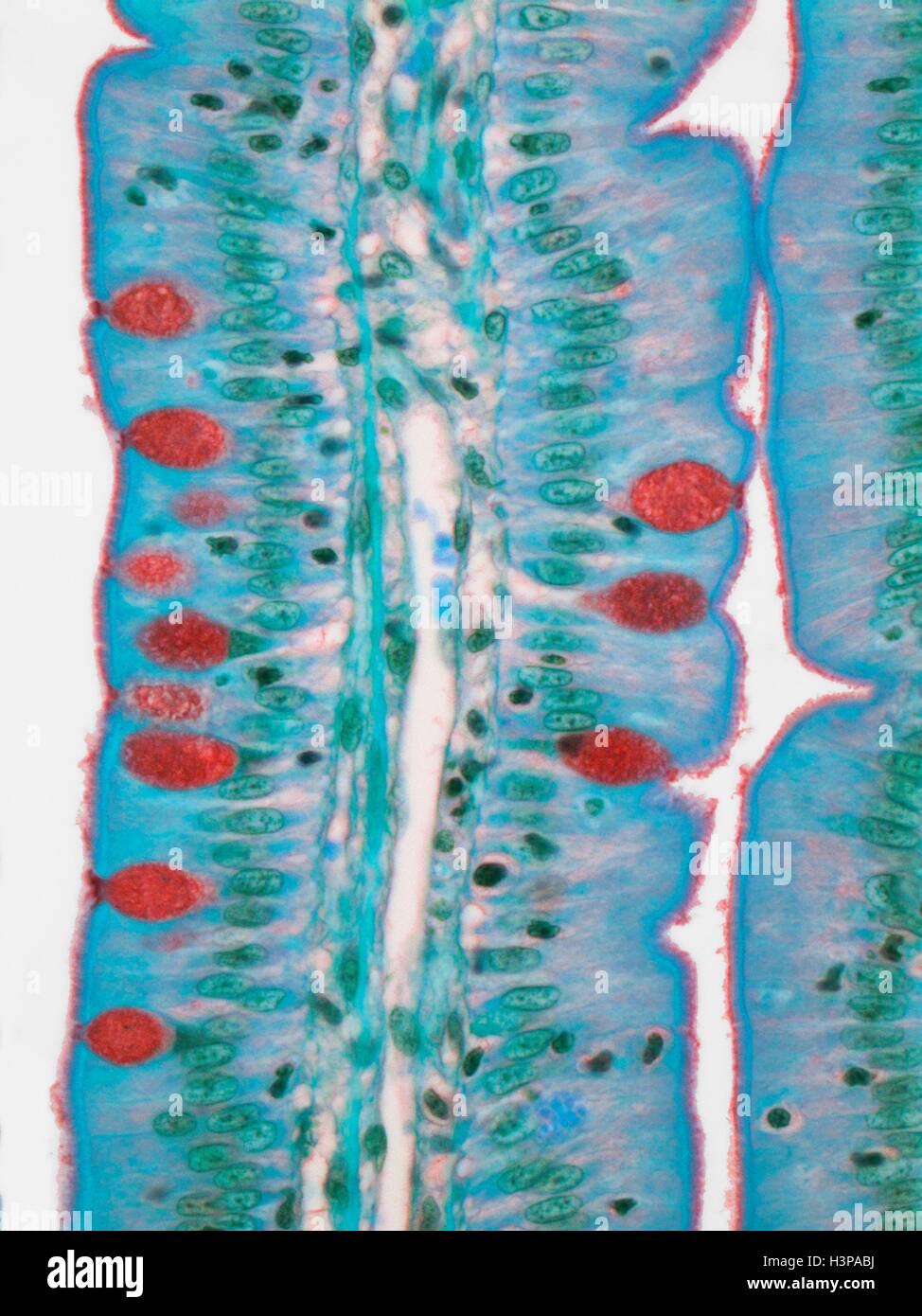 Small intestine. Light micrograph (LM) of a section through the finger-like projections (villi) of the duodenum, the uppermost part of the small intestine. These increase the surface area for the absorption of food. Within the columnar epithelium of the outer surface (blue) are goblet cells (red), which secrete mucus to lubricate food and prevent self-digestion. The lamina propria (central core, blue) contains the blood supply that transports the products of digestion. Magnification: x500 when printed at 10 centimetres wide. Stock Photo