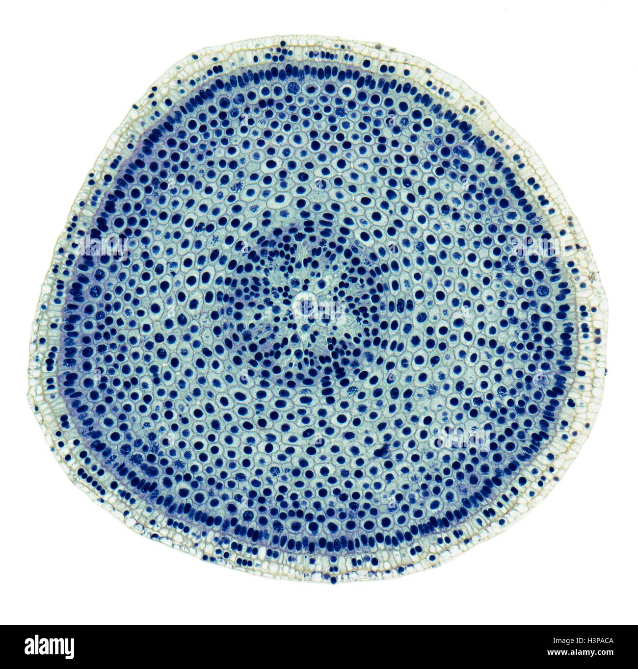 Mitotic index bioninja