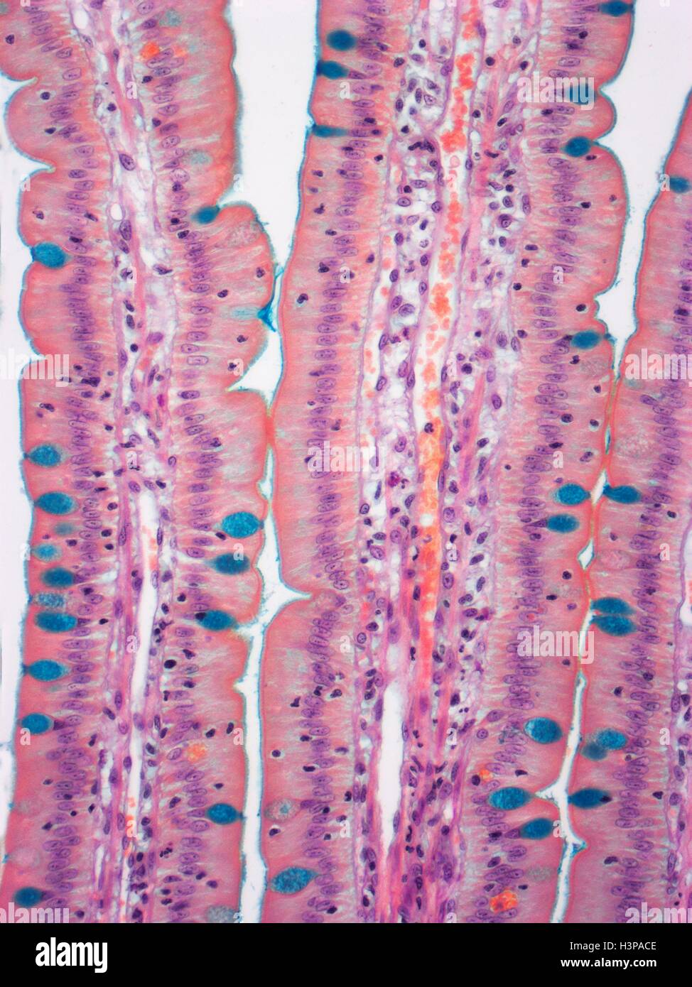 Small intestine. Light micrograph (LM) of a section through the finger-like projections (villi) of the duodenum, the uppermost part of the small intestine. These increase the surface area for the absorption of food. Within the columnar epithelium of the outer surface (pink) are goblet cells (stained blue with special staining), which secrete mucus to lubricate food and prevent self-digestion. The lamina propria (central core, ) contains the blood supply that transports the products of digestion. Magnification: x350 when printed at 10 centimetres wide. Stock Photo