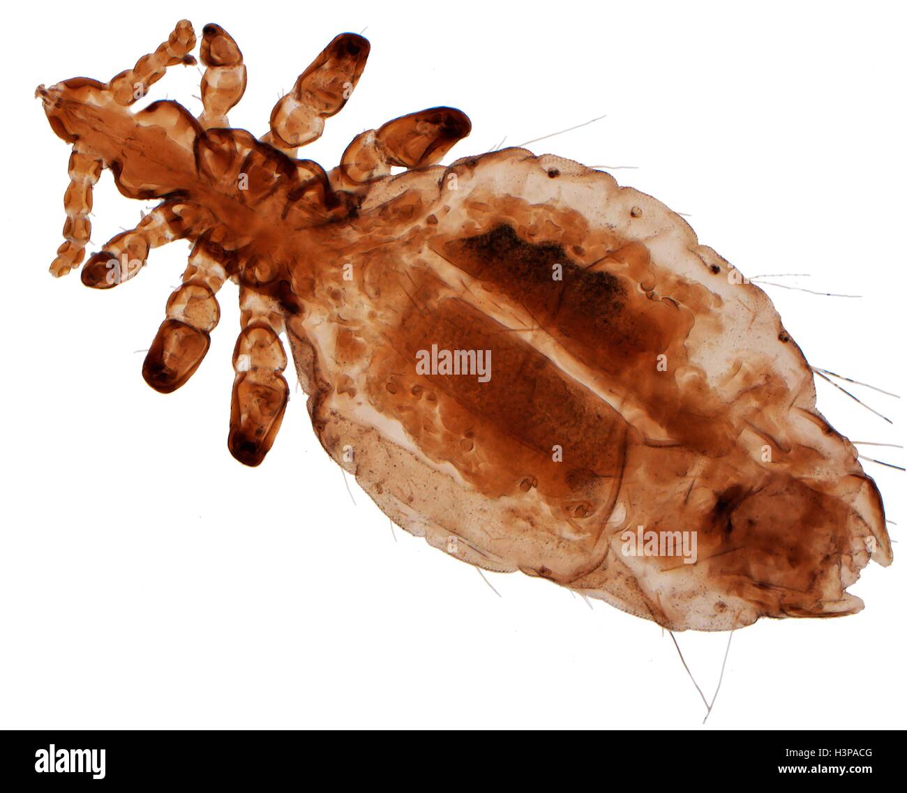 Human head louse, Light microraph (LM) 0f Pediculus humanus capitis. P. humanus is divided into two subspecies; the head louse P. humanus capitis and the body louse P. humanus corporis. The body louse lives in clothing and only moves onto the skin to eat, whereas the head louse is restricted to the hair of the head. Despite this difference in habitat, the two lice differ only slightly in shape and are capable of interbreeding. Head lice glue their eggs (nits) to hairs, while the body louse mainly uses the folds of the seams in clothing. Magnification: x25 when printed 10cm wide. Stock Photo