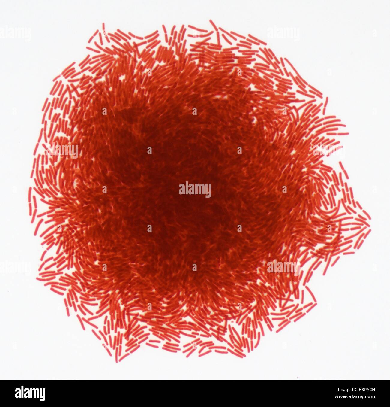 Four centimetres hires stock photography and images Alamy