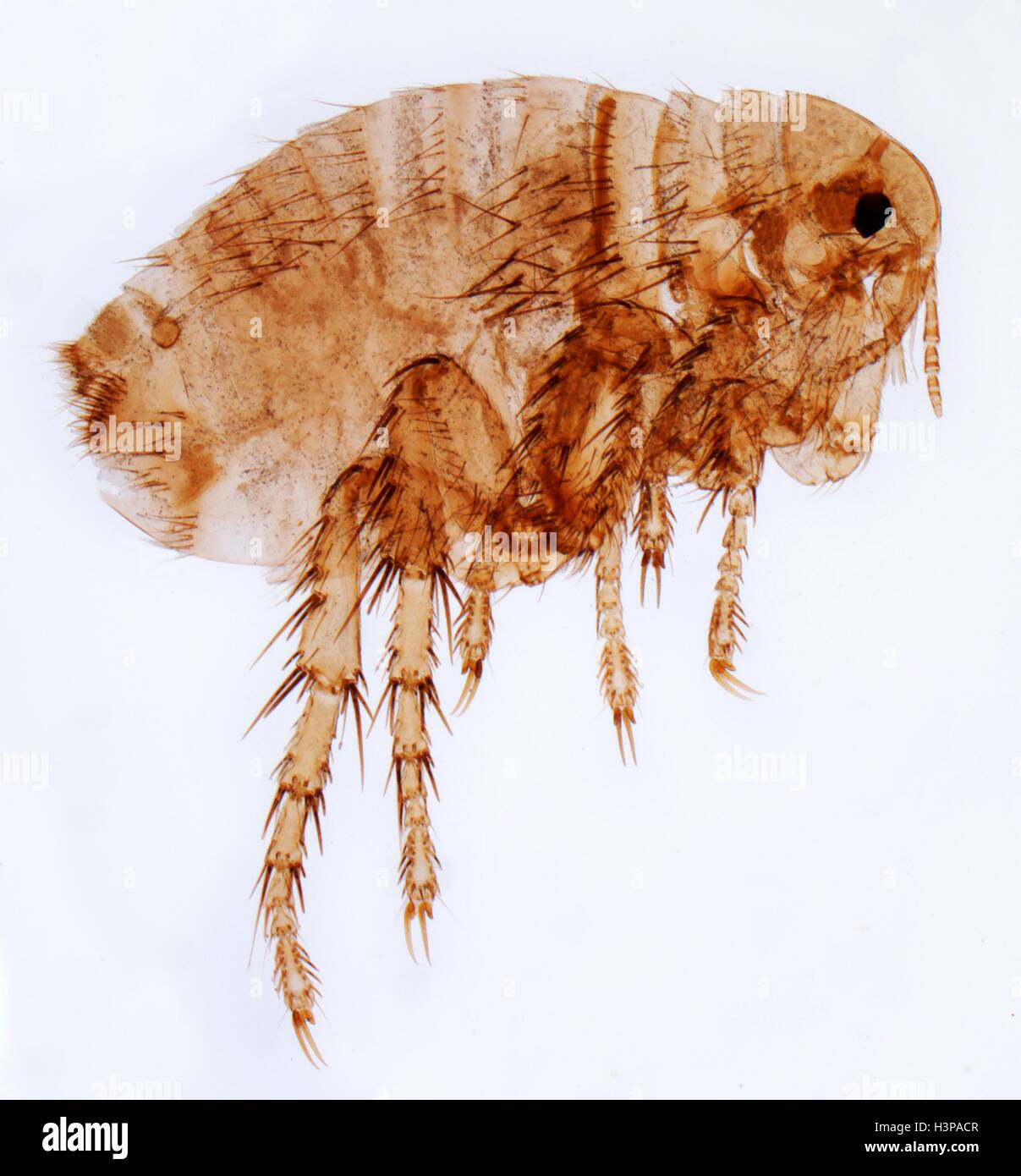 Human flea. Light micrograph (LM) of a female human flea (Pulex irratans). Fleas are wingless and flattened from side to side, which makes them difficult to dislodge in hair. They have enlarged hind legs for jumping. Fleas are a vector for various diseases. The female lacks the distinctinctive genitalia of the male flea. Magnification: x15 when printed at 10 centimetres wide. Stock Photo