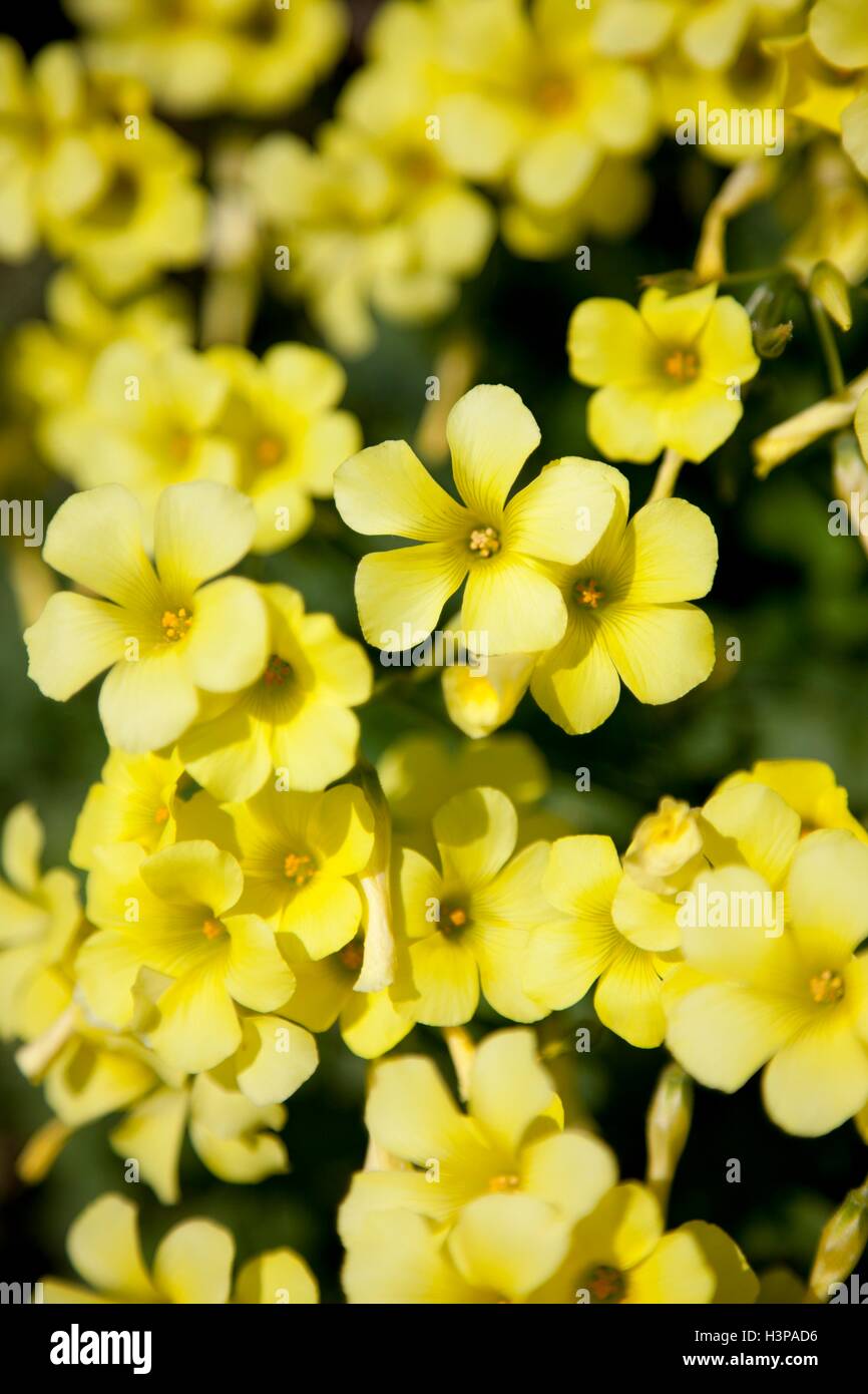 Closeup shot yellow flowers hi-res stock photography and images - Alamy