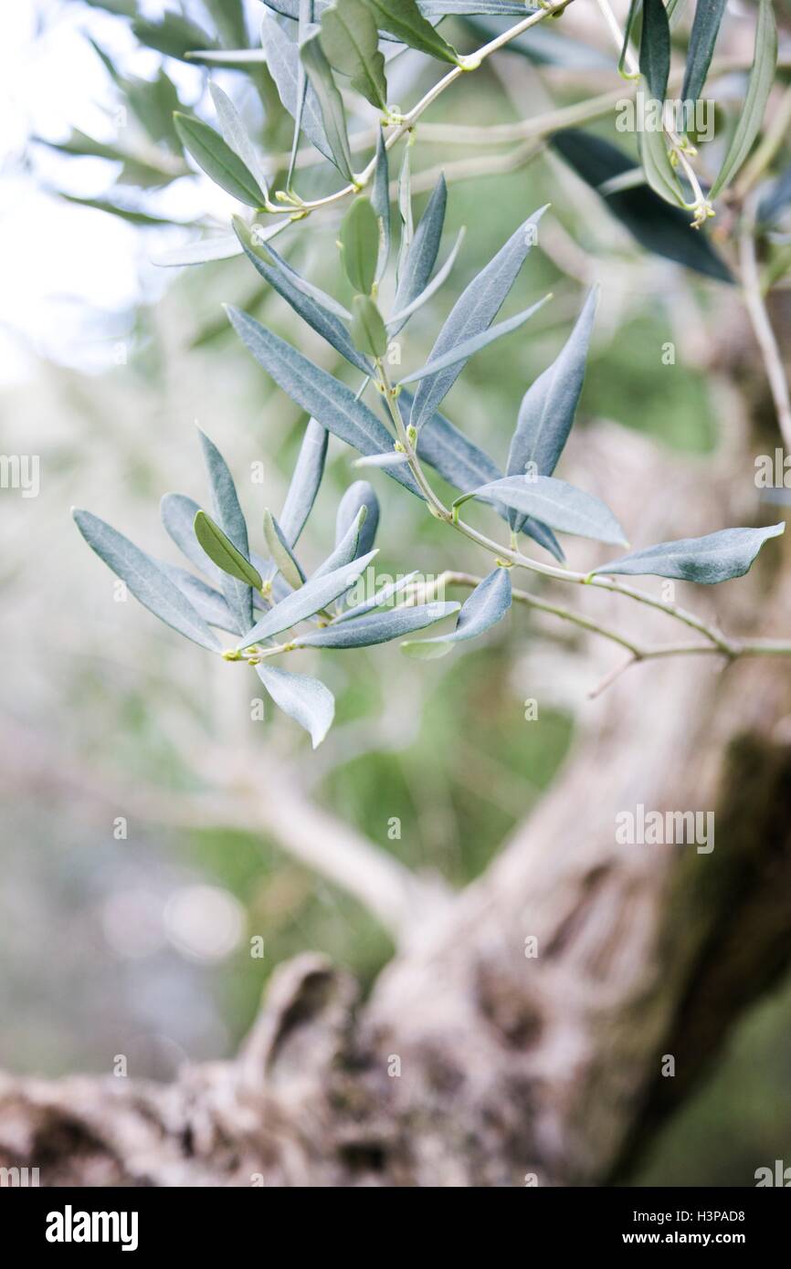 Olive tree (Olea europaea) branch, close up. Stock Photo