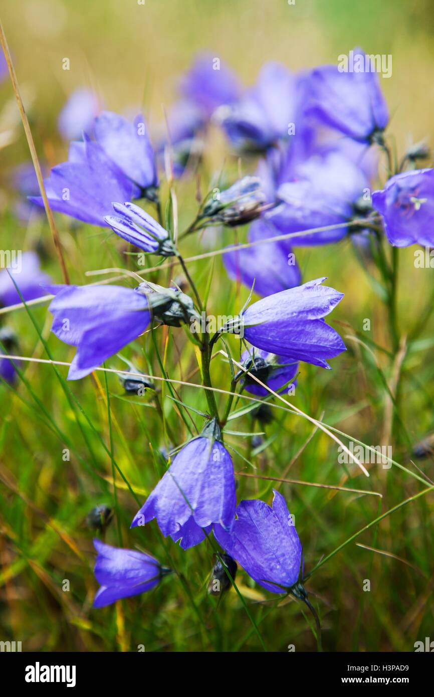 Purple alpine flowers, close up. Stock Photo