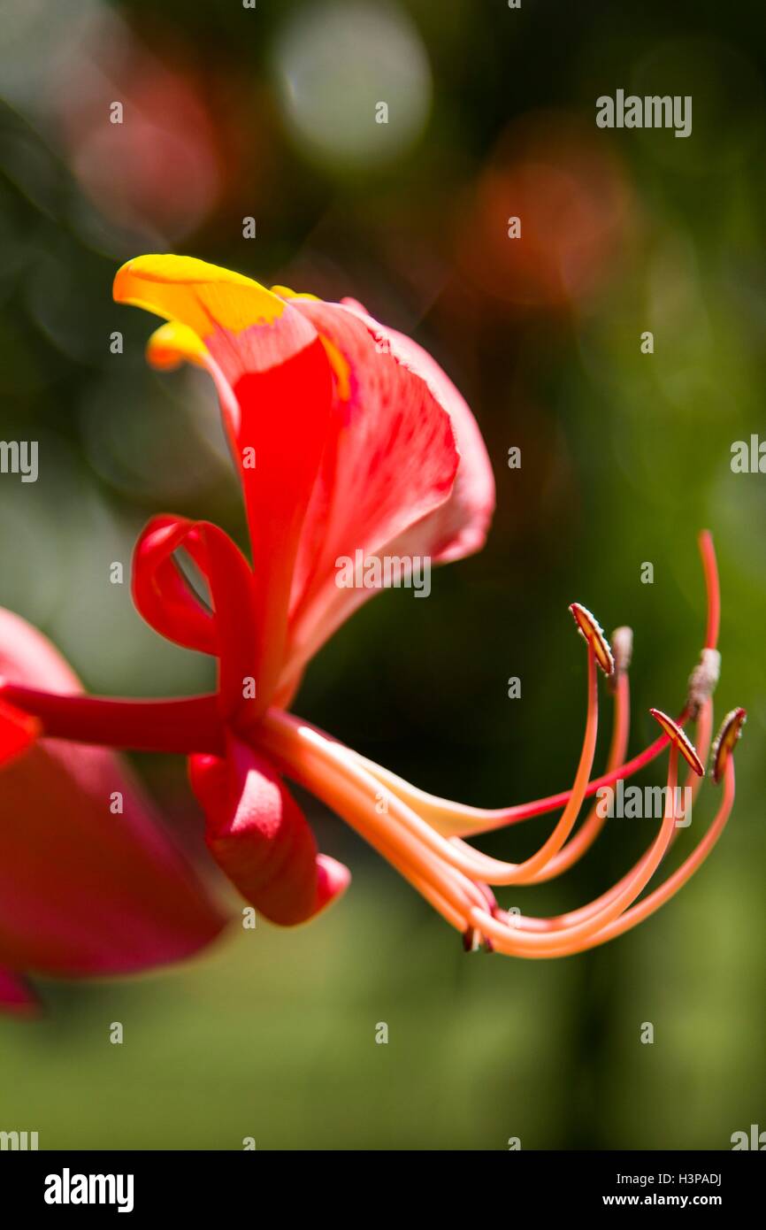 Exotic flower hi-res stock photography and images - Alamy