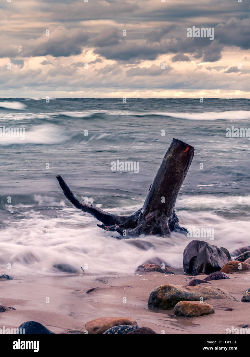 Tree limb washed ashore being hit by stormy sea waves Stock Photo