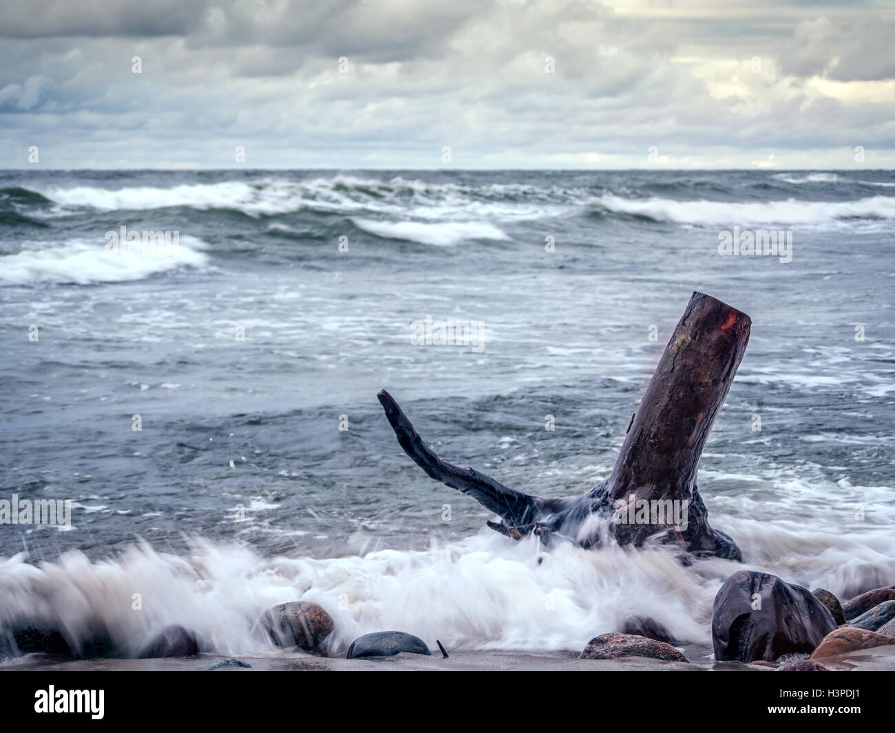 Tree limb washed ashore being hit by stormy sea waves Stock Photo