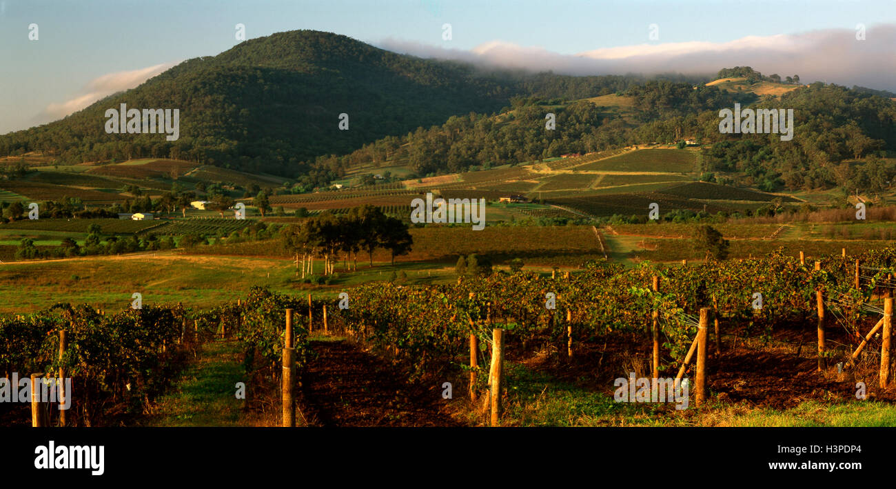 Vineyards of the Lower Hunter Valley Stock Photo